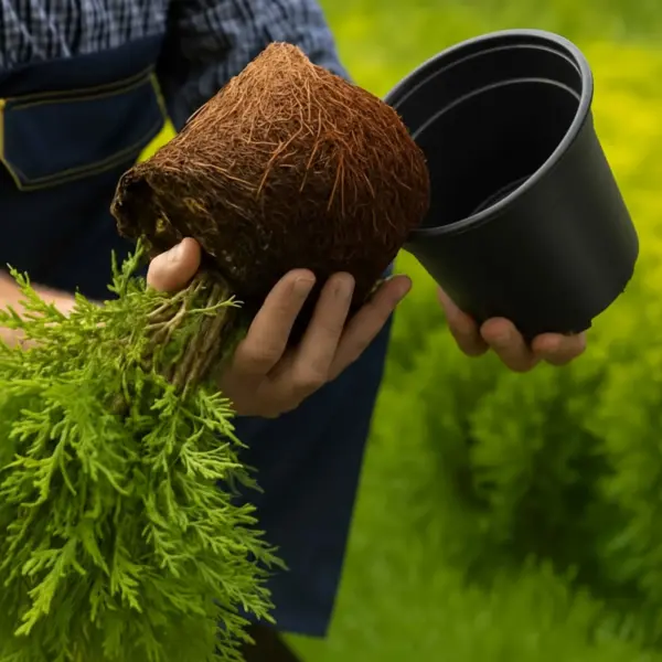 Plastikust lillepotid äravooluavadega, mustad, Ø 15 x 13 cm, 50 tk – 10