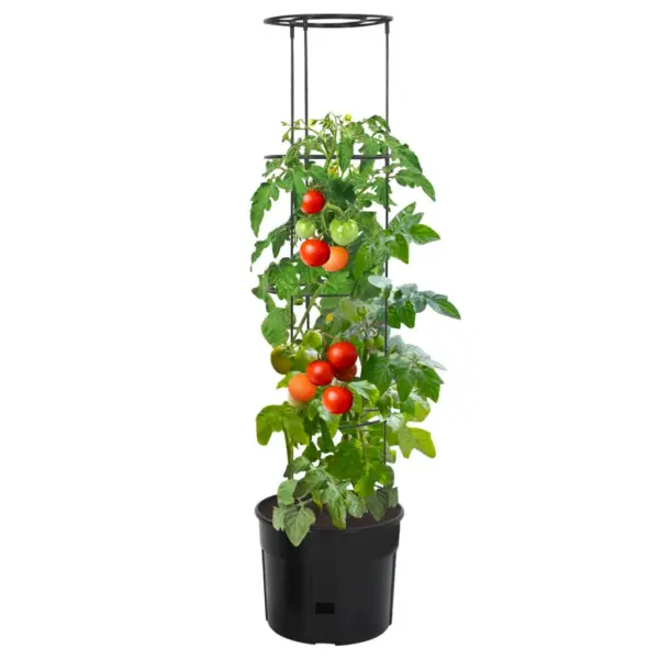 Tomatitaime kasvupott tugiraamiga, antratsiithall, Ø 39 x 150 cm, polüpropüleen – 2
