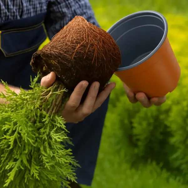 Ümmargused lillepotid äravooluavadega, terrakota plastmass, Ø 15 x 12,5 cm, 50 tk – 10