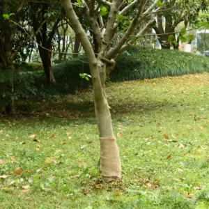 Džuudikangas rullis, naturaalne, 0,25 x 100 m, 200 g/m²